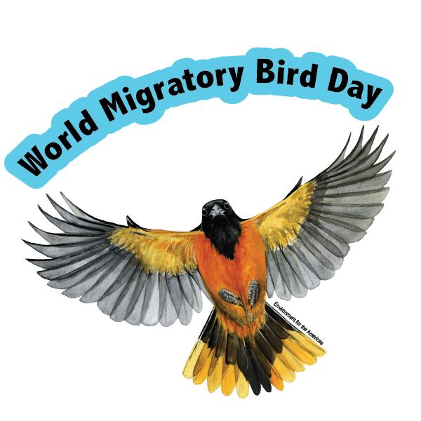 World Migratory Bird Day A Celebration for Our Feathered Friends
