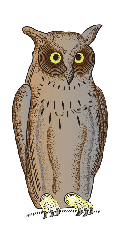 Brown Owl Summer Adventure 2023